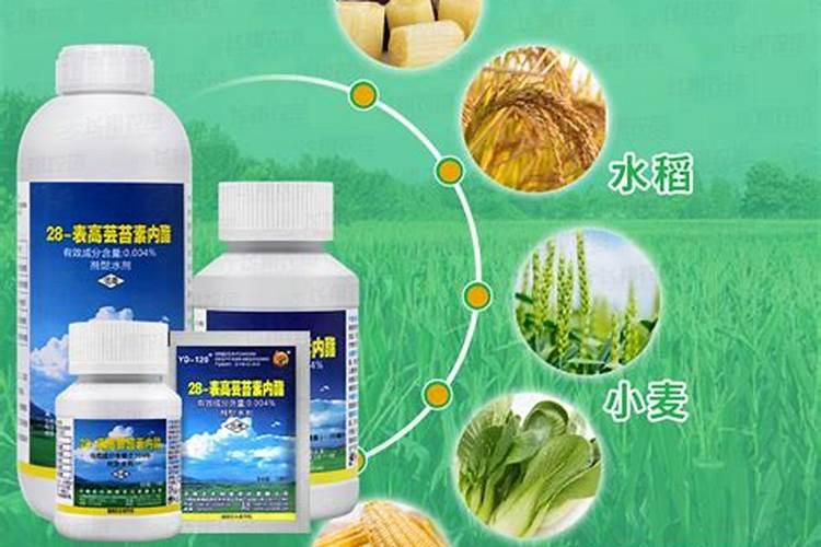芸苔素和哪些肥料搭配使用,效果最佳呢？