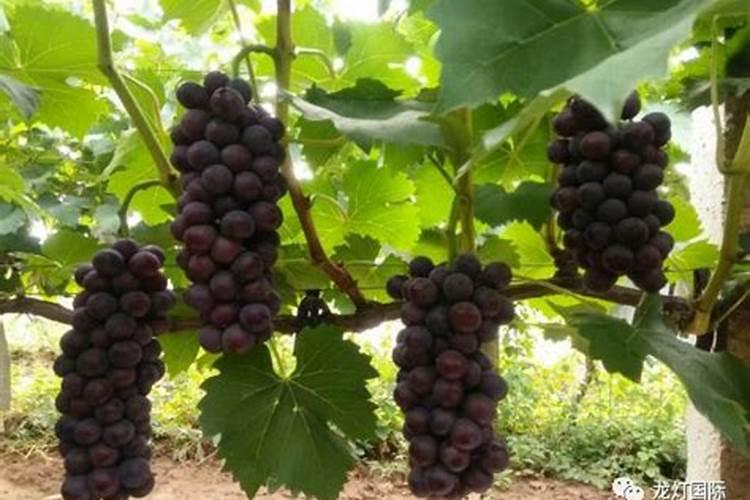 葡萄秋施肥最佳配方