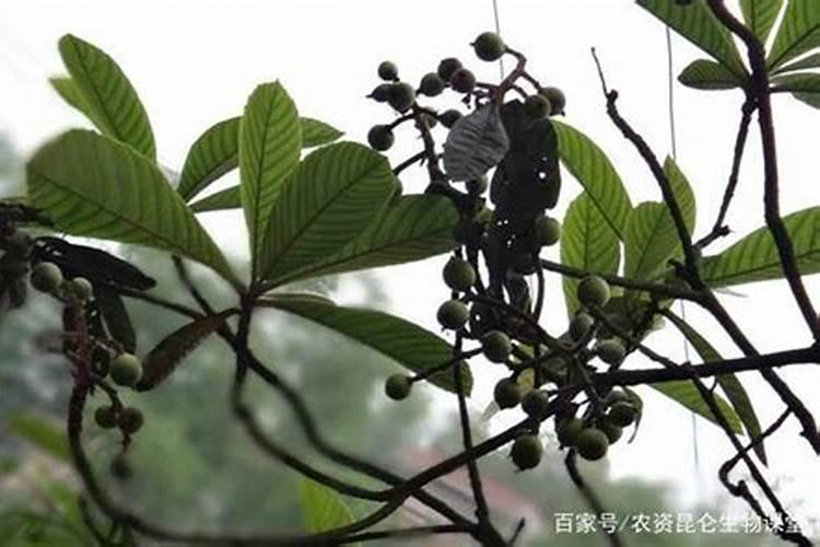 什么叫培养基母液？为何配置培养基时先要配置母液