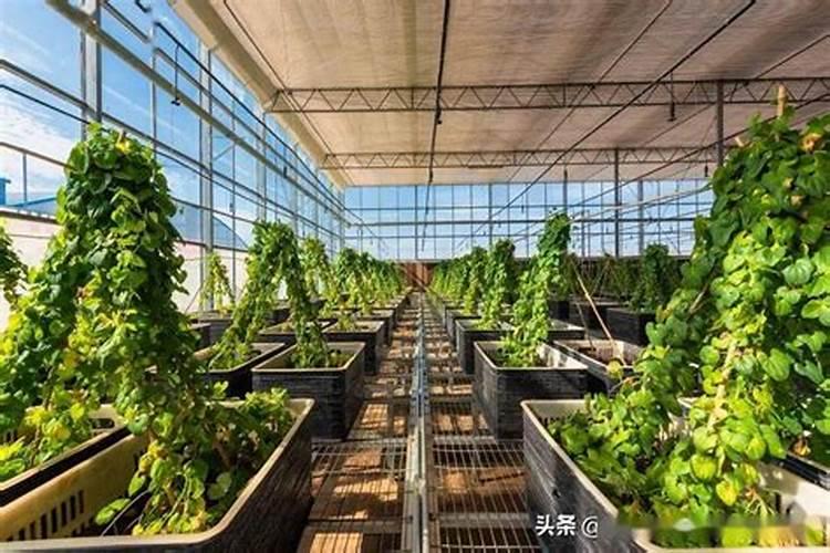 甘蓝菜的种植方法简单,可以在室内阳台种植吗？