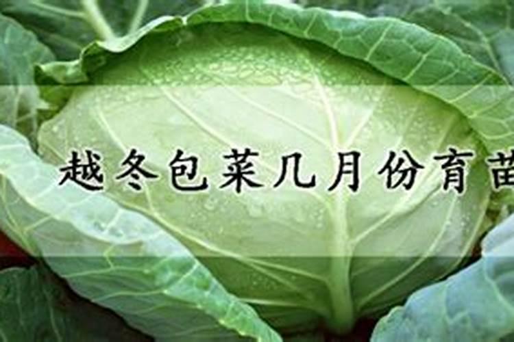 白菜腐烂用什么药