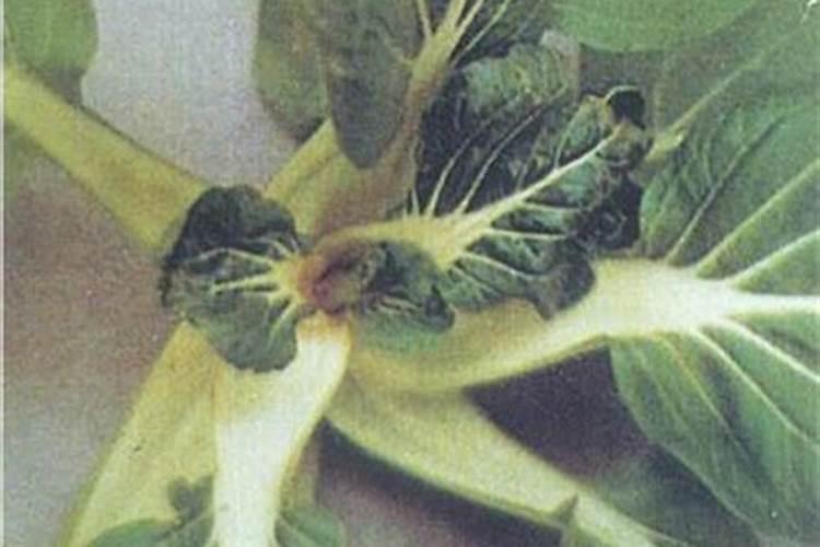 大棚种植的白菜叶茎脆是什么原因