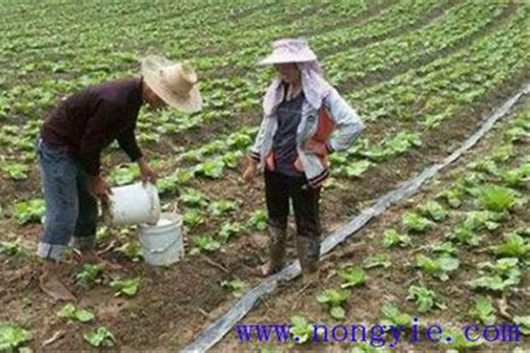 尿素可以兑水浇小白菜吗？