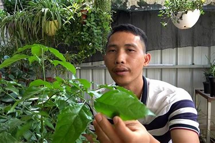 谷子中后期应如何管理？