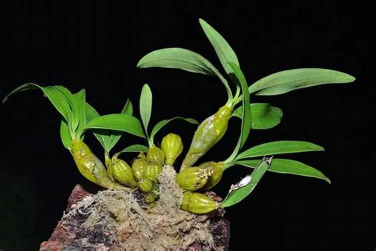 火龙果开花要施什么肥