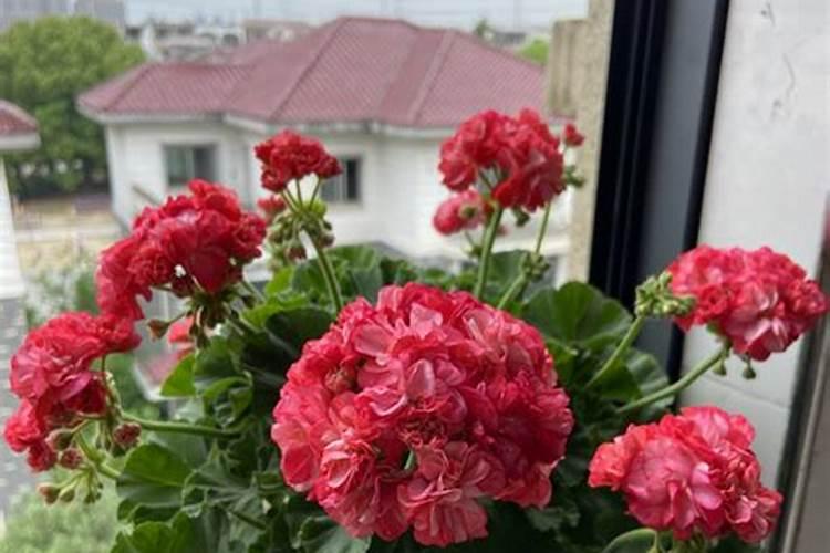 适合家里种的盆景果树有哪些？