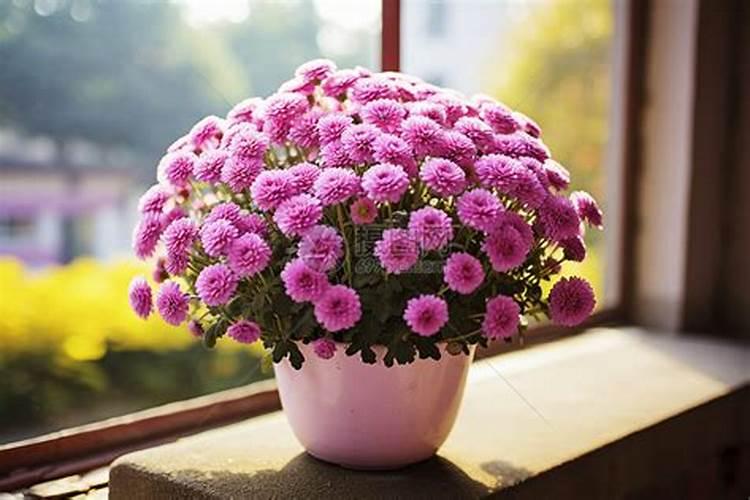 如何给花施磷肥