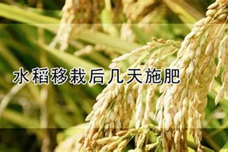 水稻栽后几天施肥和量