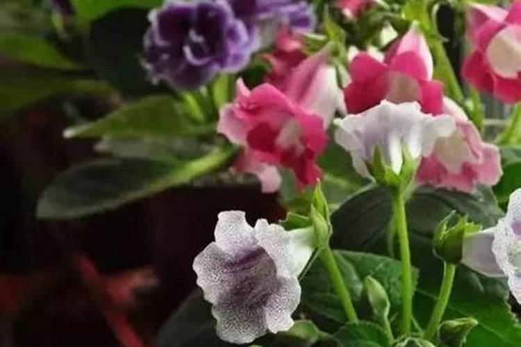 大岩桐花期用什么肥料