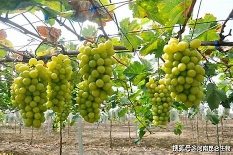 有机肥什么品牌好