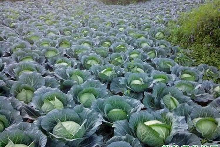 氮肥有哪些化学式是什么肥料做成