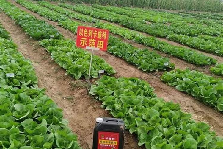 施肥后可以打除草剂吗