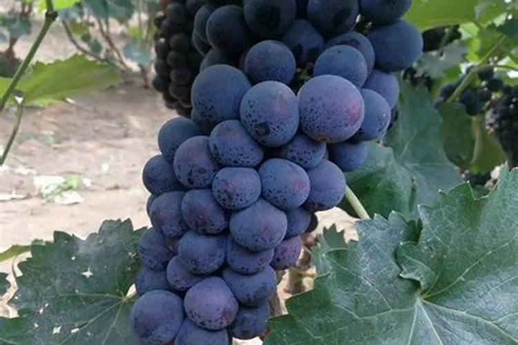 商标侵权何时休？