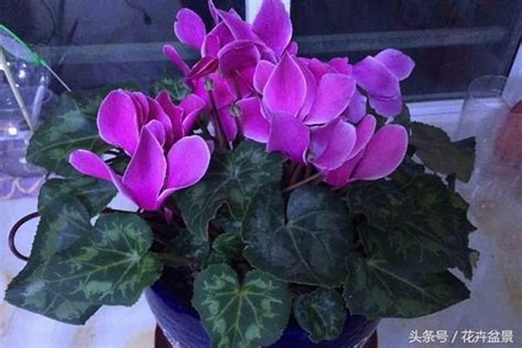 使用控施肥后还需要使用营养液吗