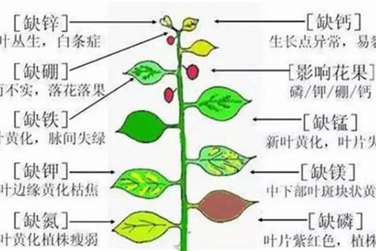 玉米地大雨后控释肥还需要施肥吗？