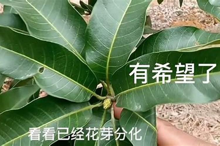 高产芒果需要掌握什么种植技巧