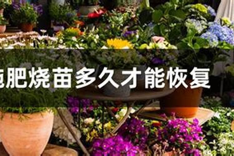 施肥后花掉叶子(施肥不当致花掉叶子？揭秘植物施肥后的常见问题及解决方...