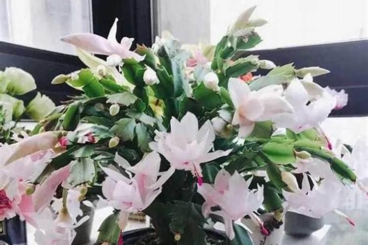 蟹爪开花几天浇一次水 如何给开花的蟹爪兰浇水