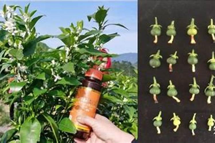 桃树可以喷芸台素吗？