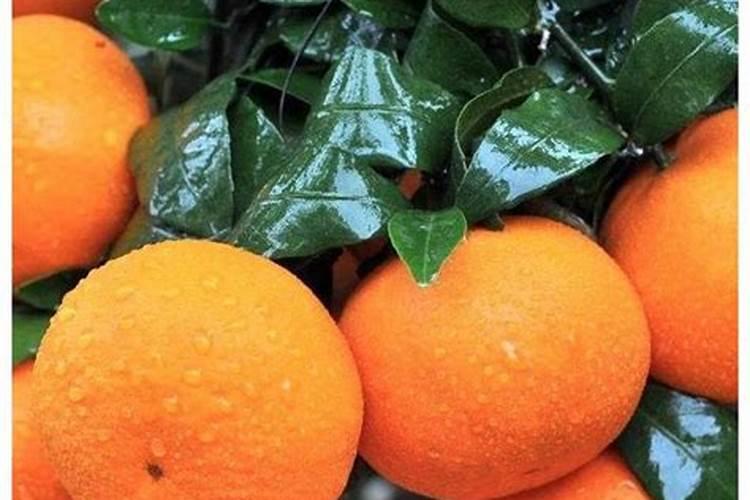 青菜施复合肥三天可以吃吗