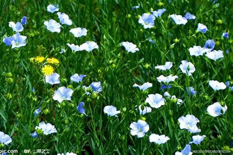 为什么榕树叶子黄了