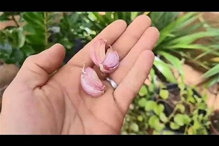 大蒜现在用什么水溶肥？
