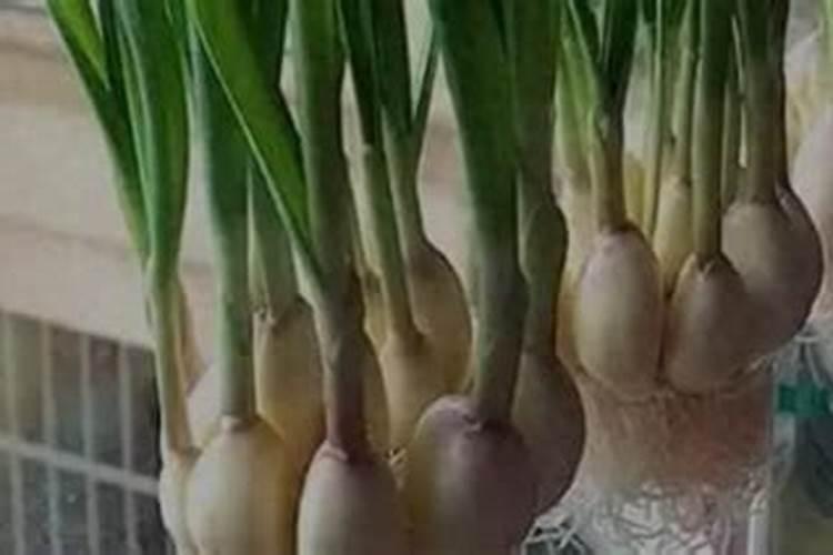 大蒜浇水的正确方法,什么时候给大蒜浇水比较合适