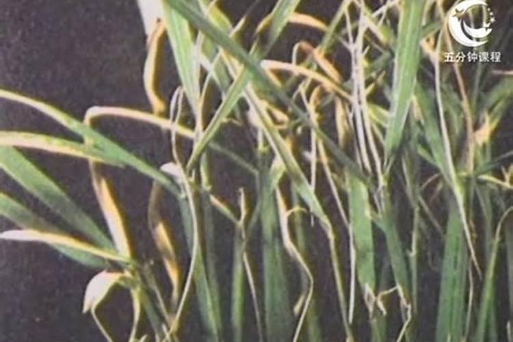 自己种的葱拿什么施肥