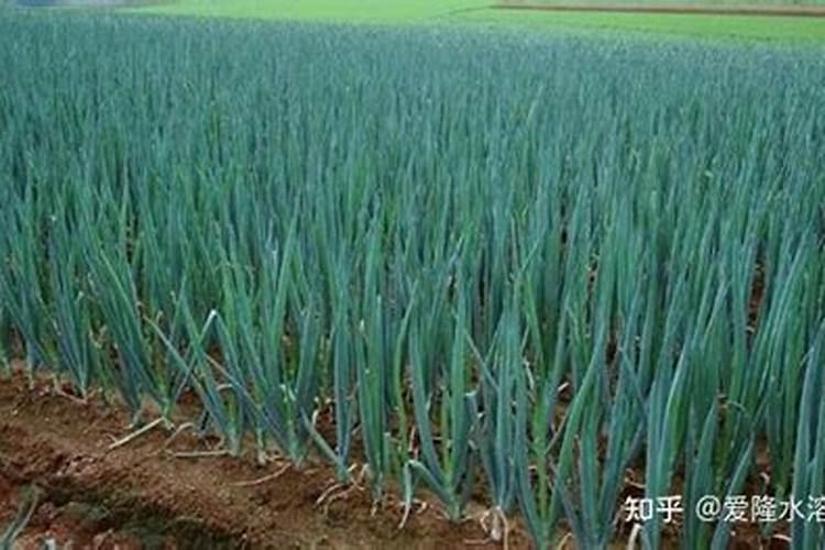 种大葱用什么肥料