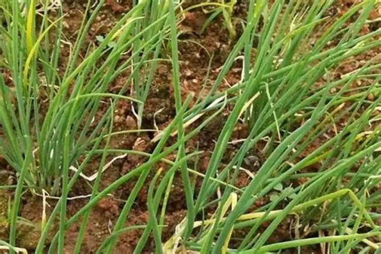 自己种的葱拿什么施肥