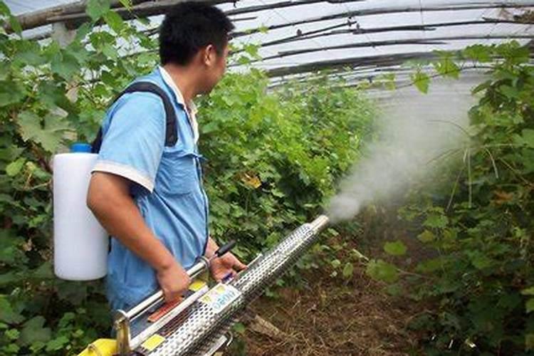 冬大棚芸豆连阴天睛天萎蔫怎么办