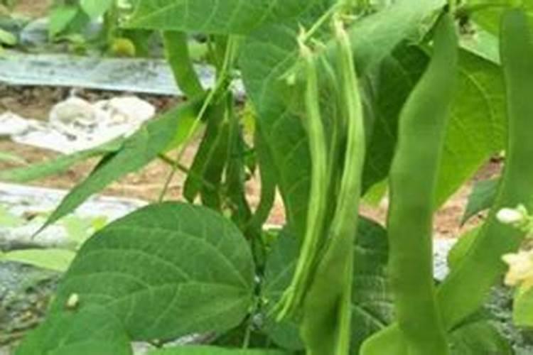 芸豆管理夜温多少