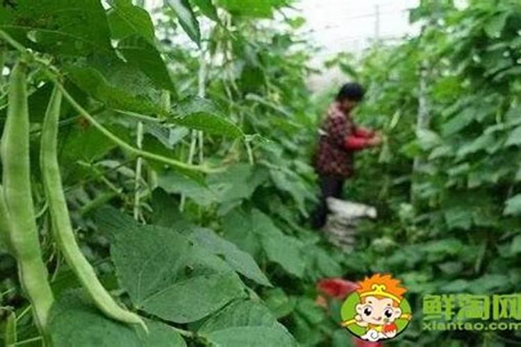 芸豆开花老落不结 谢谢