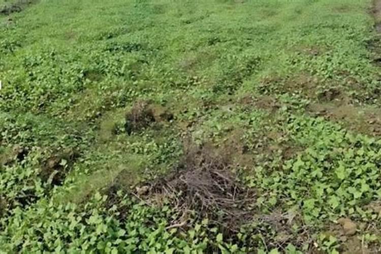 种植油菜为什么要施硼肥油菜啥时候施硼肥好