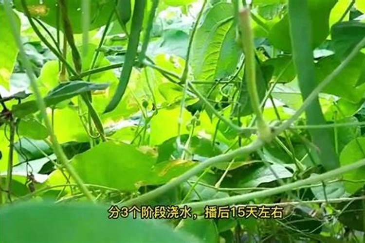 芸豆开花期还能打硼肥吗？