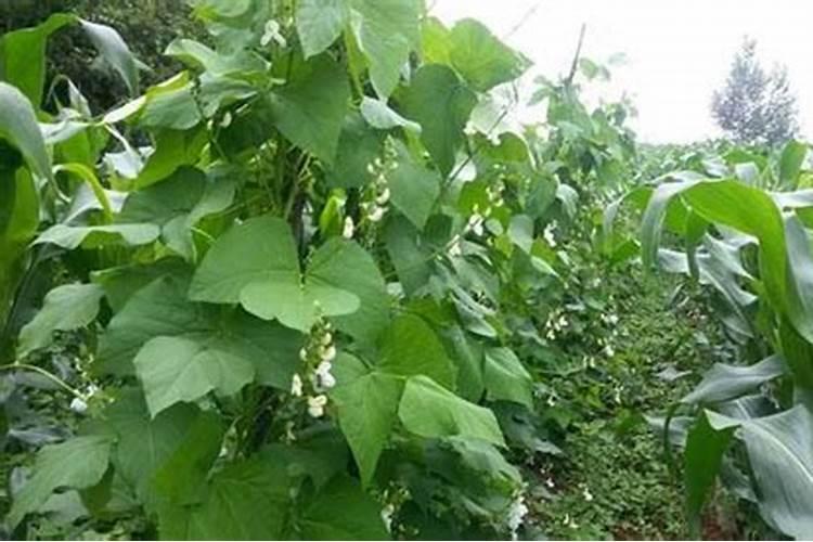 白芸豆高产方法