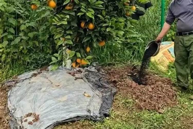 阳台养兰花怎么才能油亮碧绿？