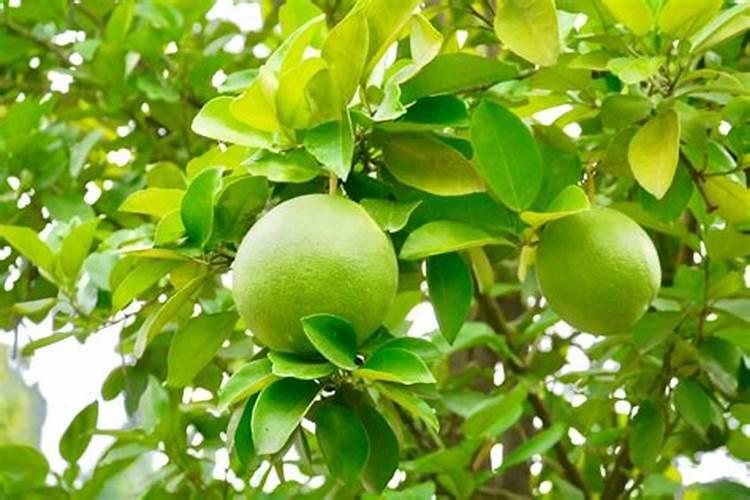 柚子树什么时候施肥