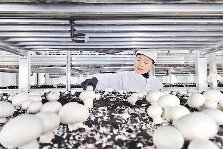 菌草(巨菌草)可以栽培哪些食用菌？