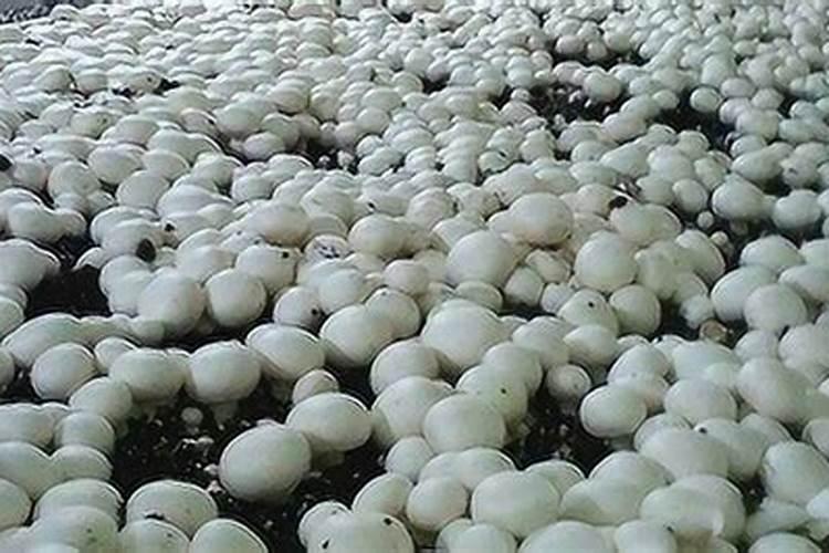 鸡腿菇适合什么季节栽培