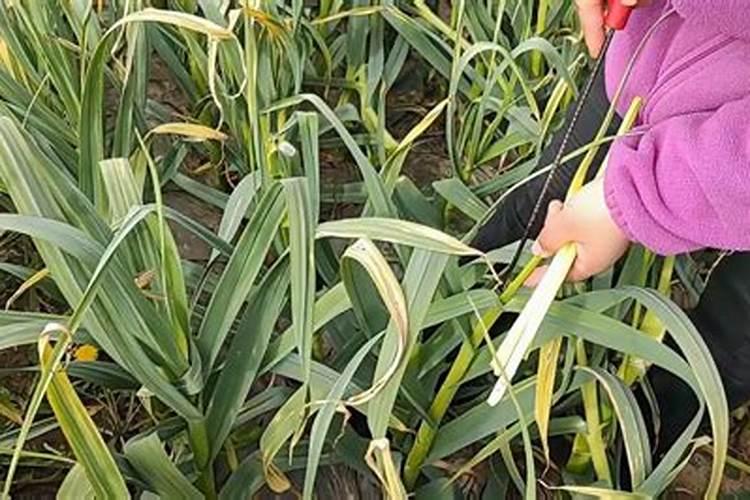 化学肥料费用多少