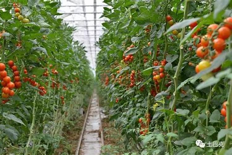 种植西红柿应该怎样施肥 西红柿施肥关键点