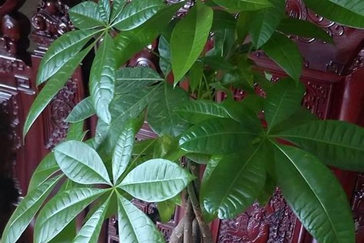 种植番茄怎么施肥