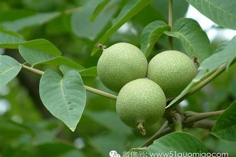 我家的豆角突然花变干了也没有嫩叶长出前面长出来的道教已经变成了畸形...