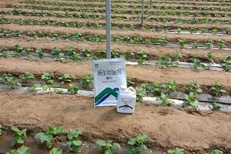 杜鹃花带芽怎么施肥？施肥需要水吗？