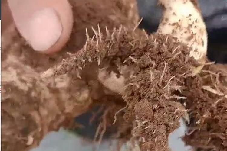 矿源黄腐酸钾是酸性还是碱性？矿源黄腐酸钾怎么使用肥效高