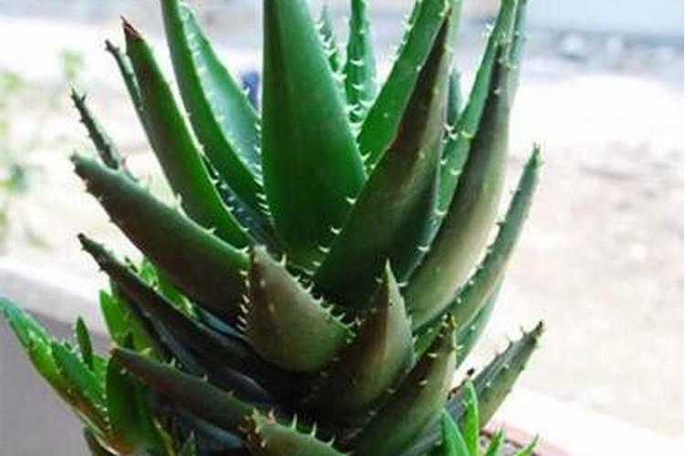 生姜种植前如何施底肥