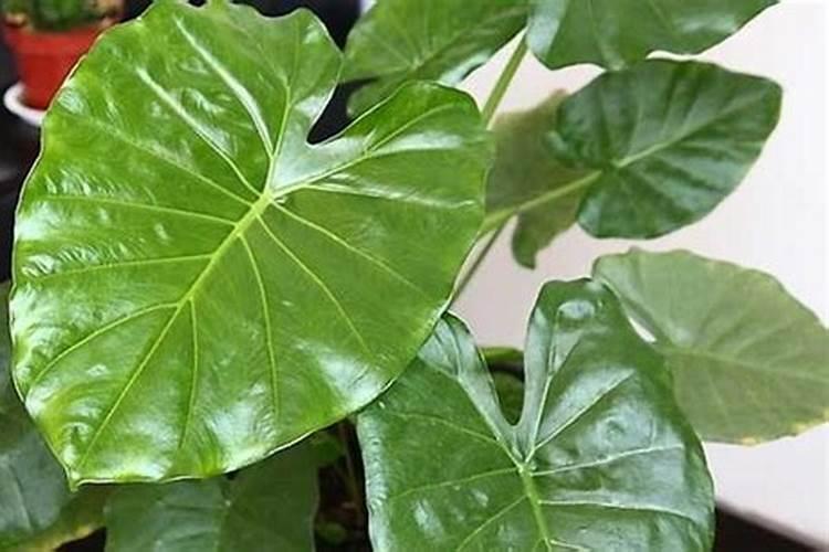 盆栽绿植表面上铺什么比较好？