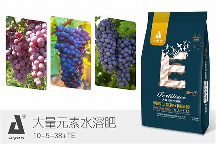蓝宝石葡萄有种植成功的吗？