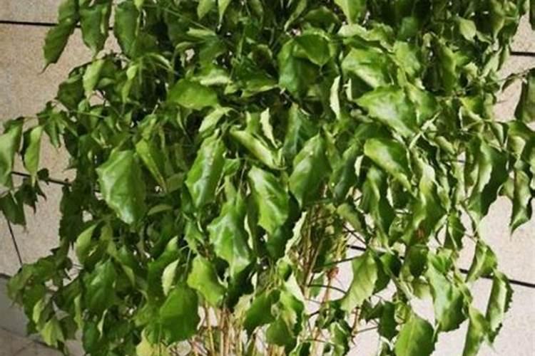 生根发芽,瓜瓞绵绵,繁行壮大的意思？